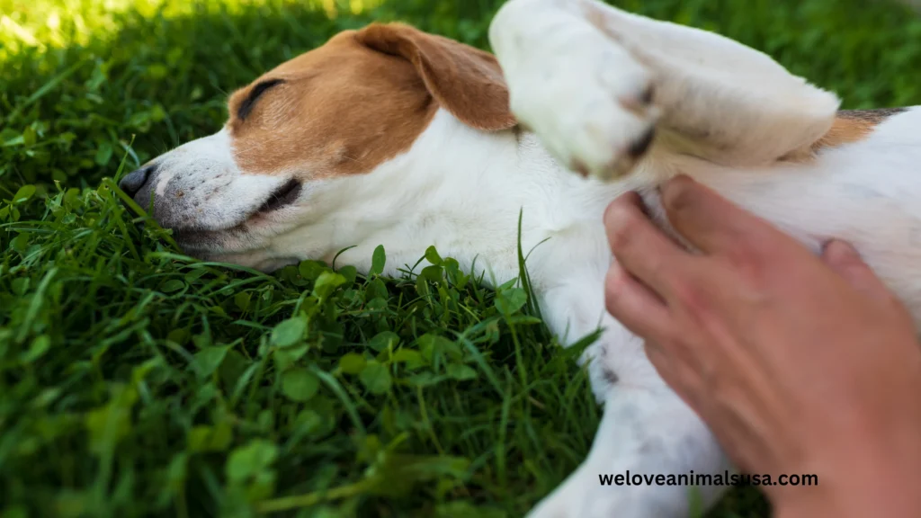 10 Reasons Why Has My Dog Had A Stroke