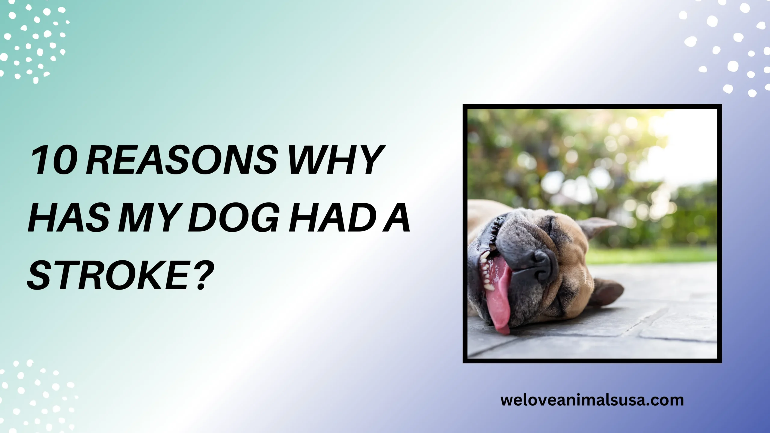 10 Reasons Why Has My Dog Had A Stroke