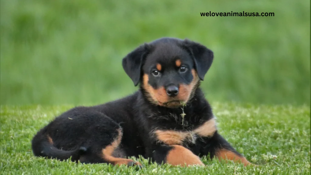 10 Reasons Why Is My Dog Coughing