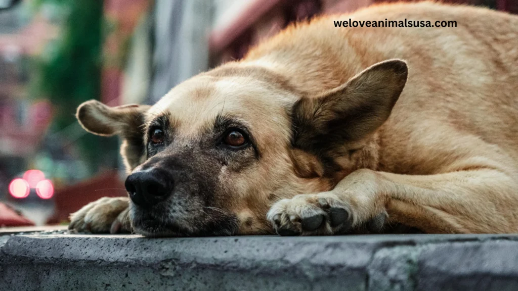 10 Reasons Why Is My Dog Coughing
