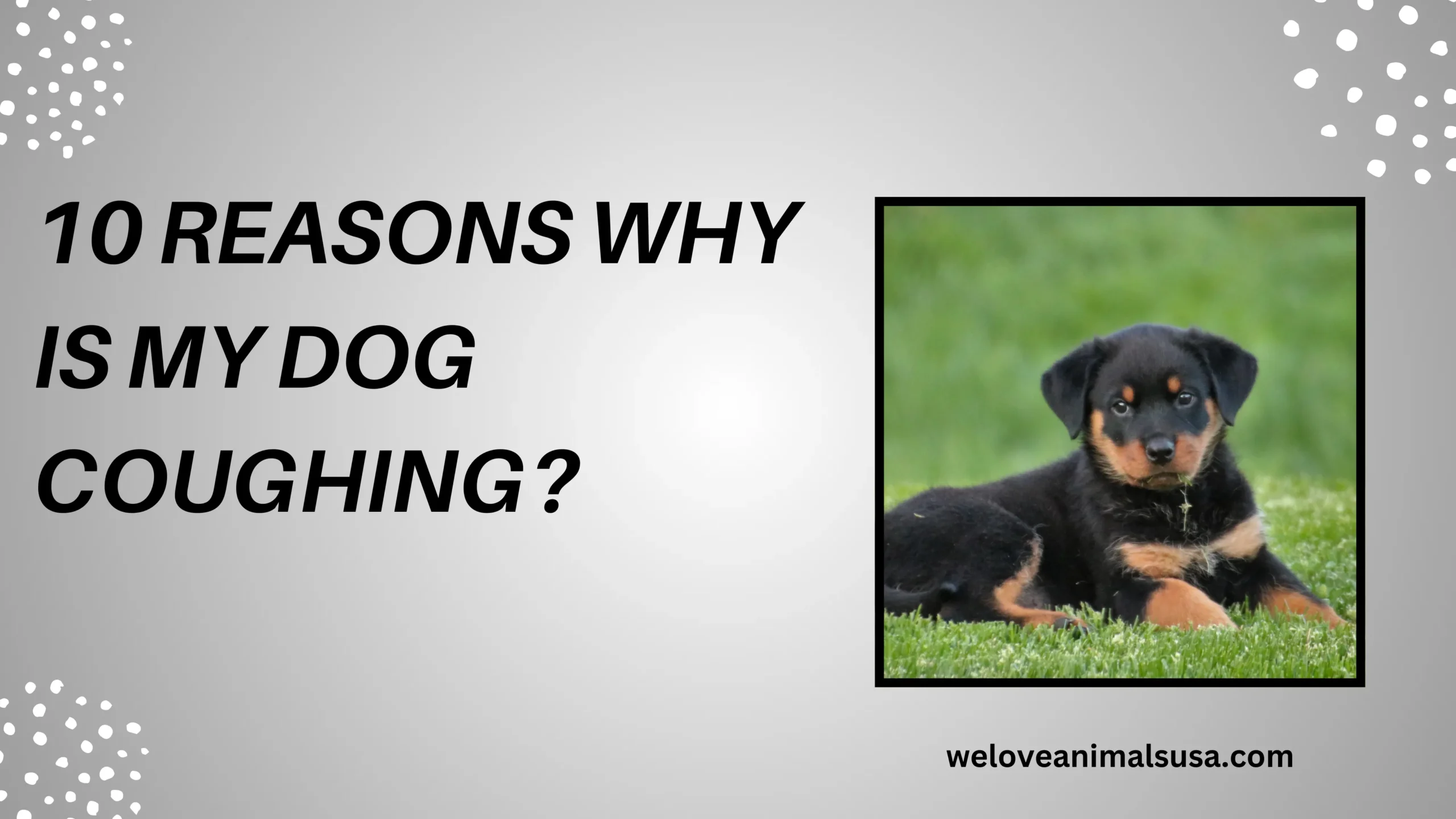 10 Reasons Why Is My Dog Coughing