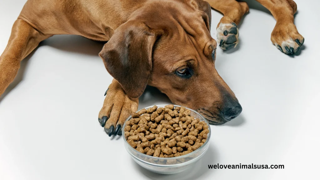 10 Reasons Why Is My Dog Not Eating