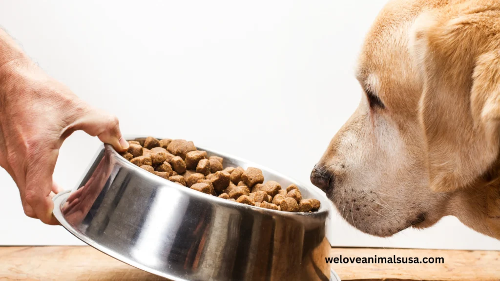 10 Reasons Why Is My Dog Not Eating