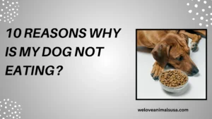 10 Reasons Why Is My Dog Not Eating