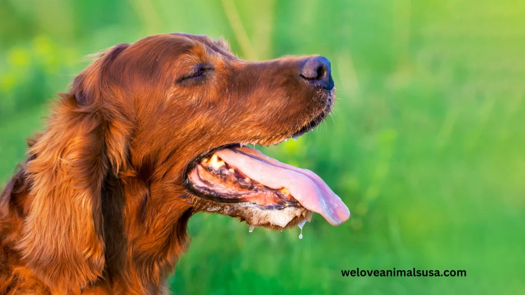 10 Reasons Why Is My Dog Panting So Much
