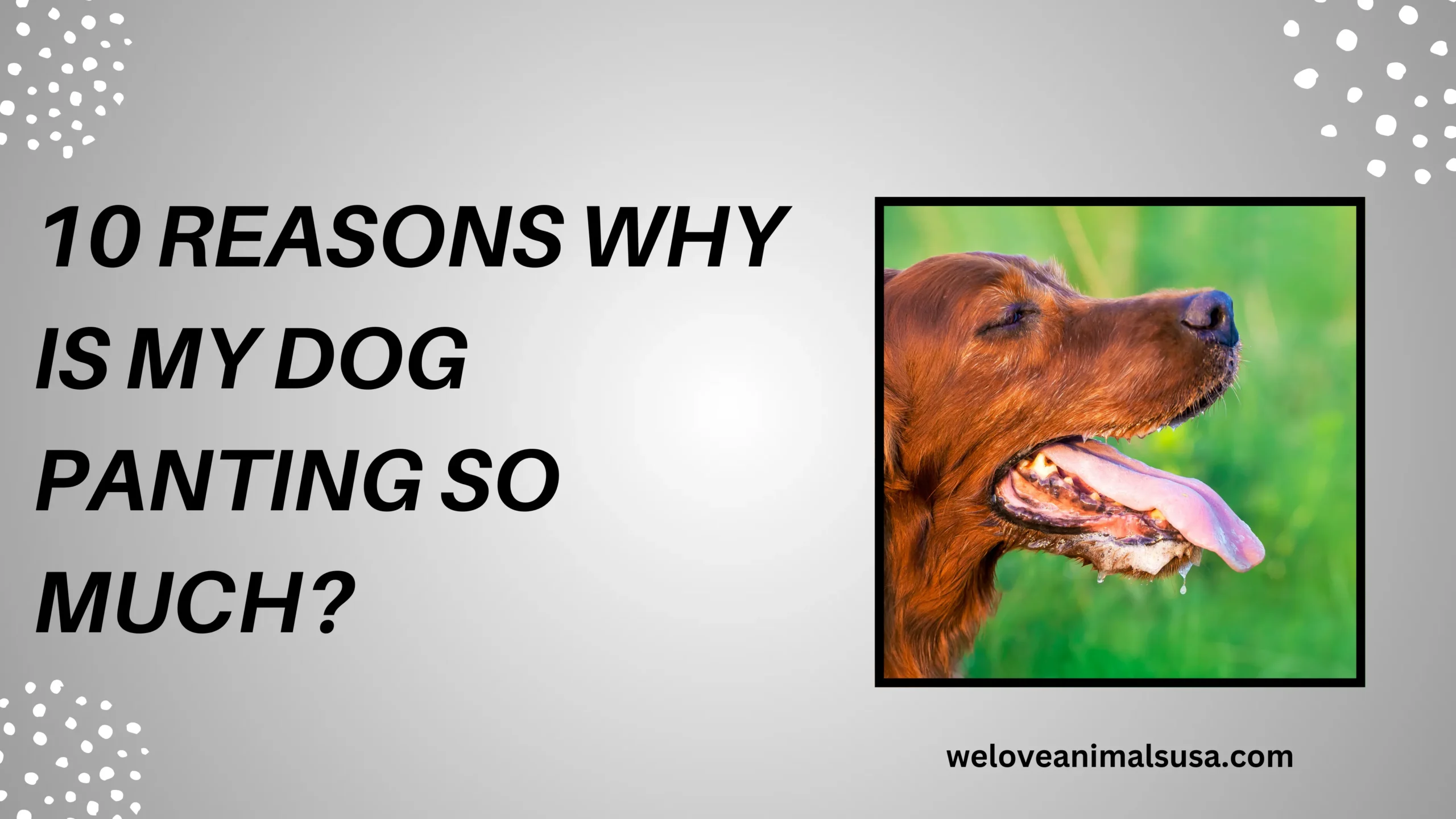 10 Reasons Why Is My Dog Panting So Much