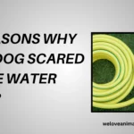 10 Reasons Why Is My Dog Scared Of The Water Hose