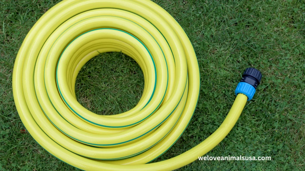 10 Reasons Why Is My Dog Scared Of The Water Hose