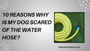 10 Reasons Why Is My Dog Scared Of The Water Hose