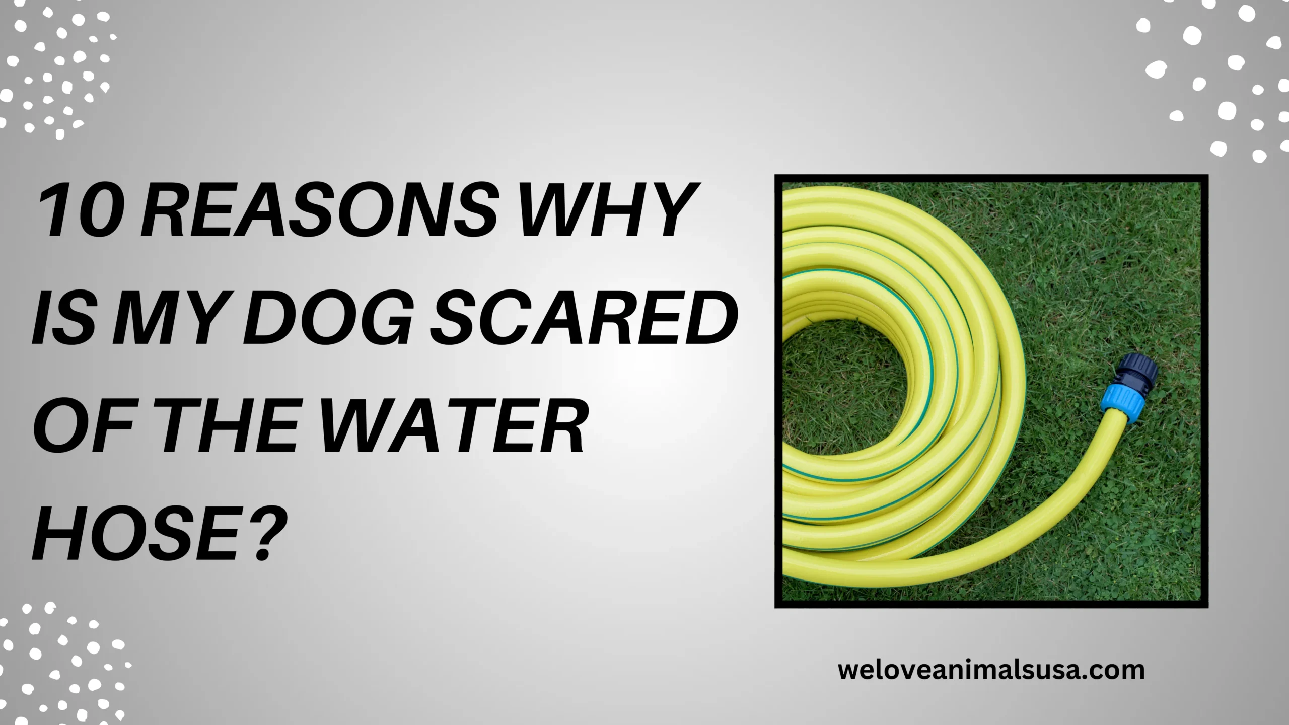 10 Reasons Why Is My Dog Scared Of The Water Hose