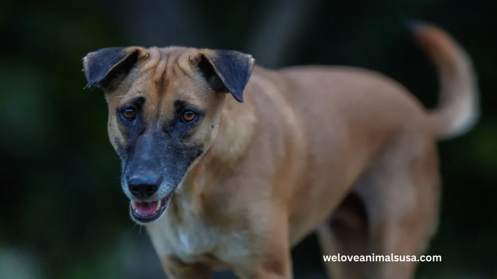 10 Reasons Why Is My Dog’s Eye Swollen