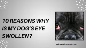 10 Reasons Why Is My Dog’s Eye Swollen