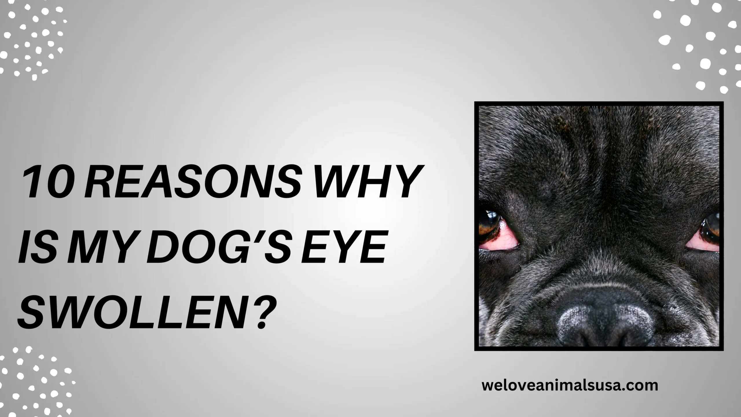 10 Reasons Why Is My Dog’s Eye Swollen