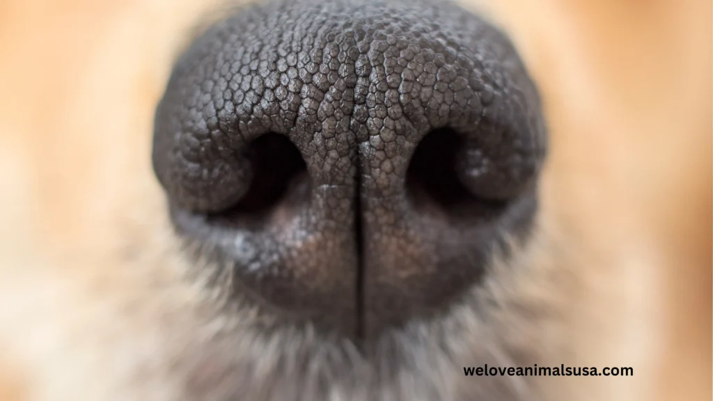 10 Reasons Why Is My Dog’s Nose Dry