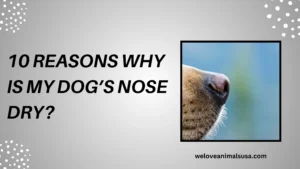 10 Reasons Why Is My Dog’s Nose Dry