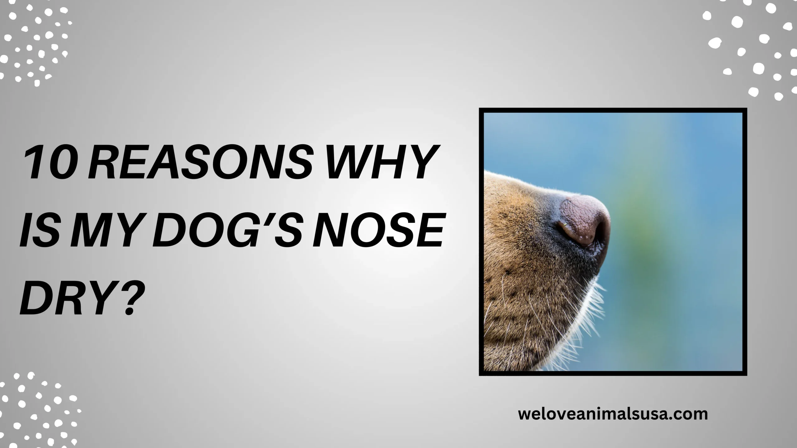 10 Reasons Why Is My Dog’s Nose Dry