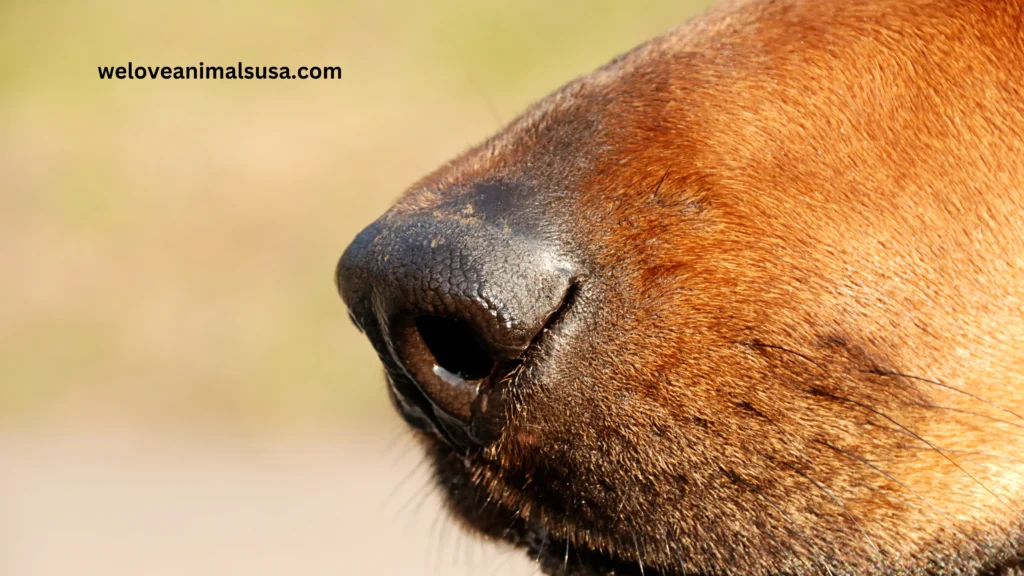10 Reasons Why Is My Dog’s Nose Running