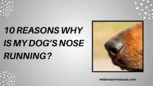 10 Reasons Why Is My Dog’s Nose Running