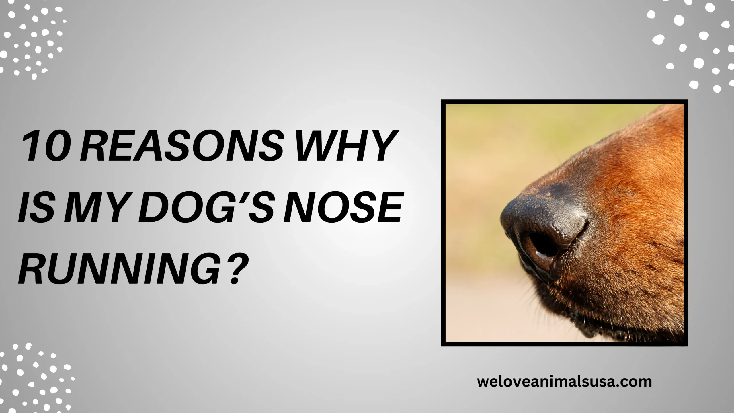 10 Reasons Why Is My Dog’s Nose Running