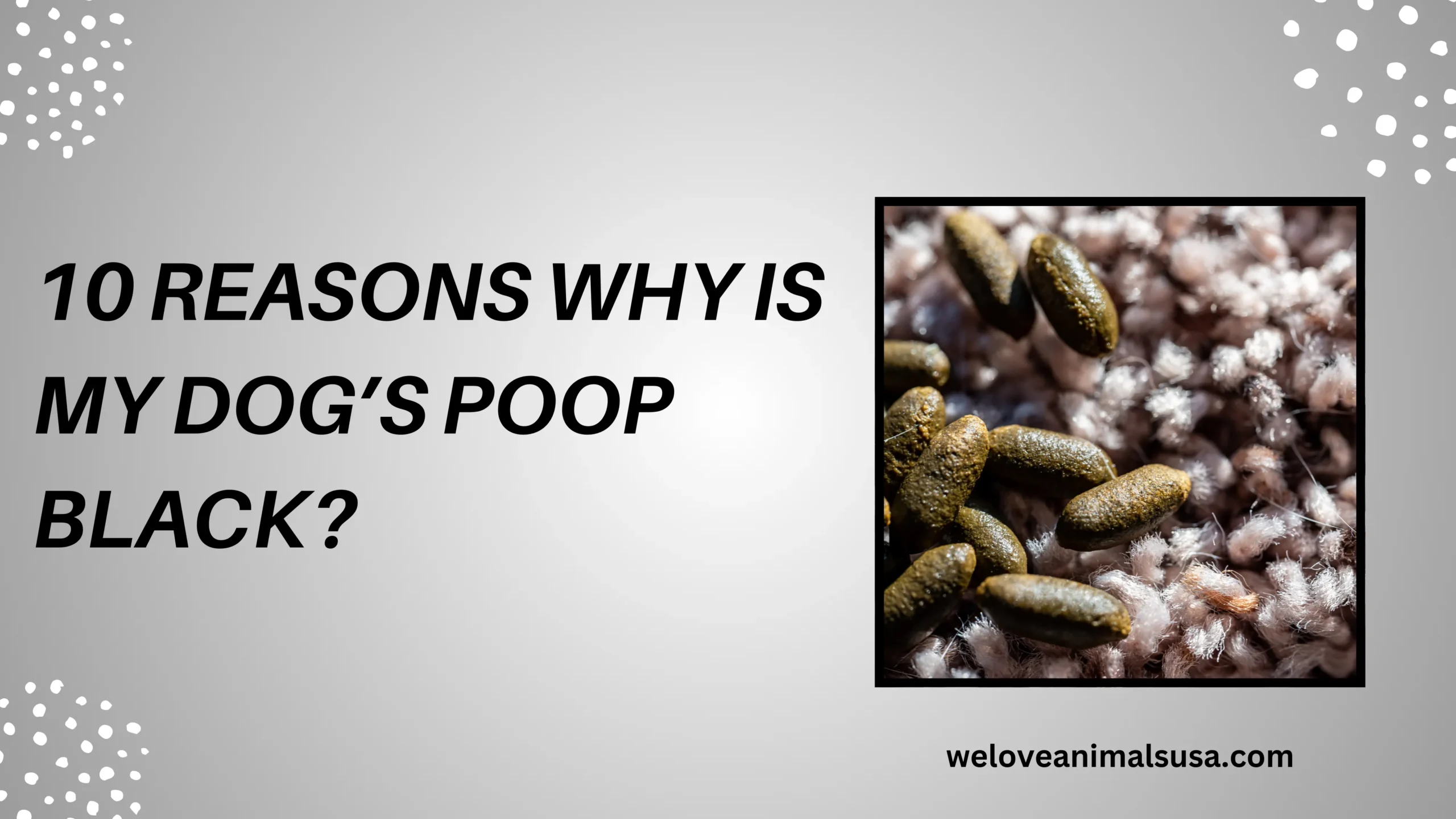10 Reasons Why Is My Dog’s Poop Black