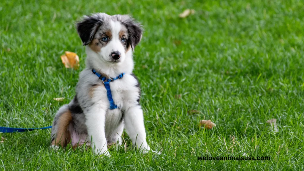 10 Reasons Why My Dog Only Had One Puppy