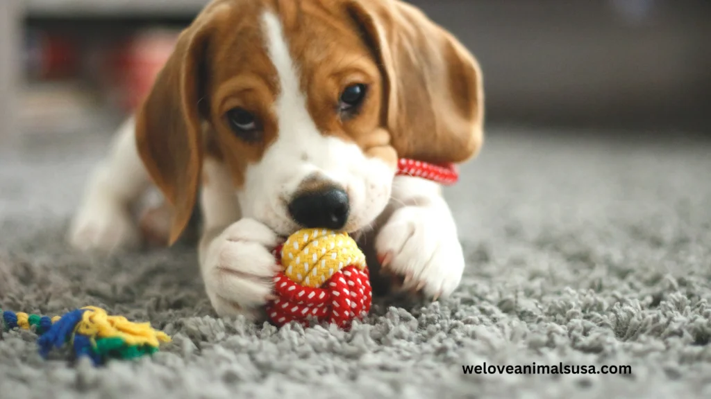 10 Reasons Why My Dog Only Had One Puppy