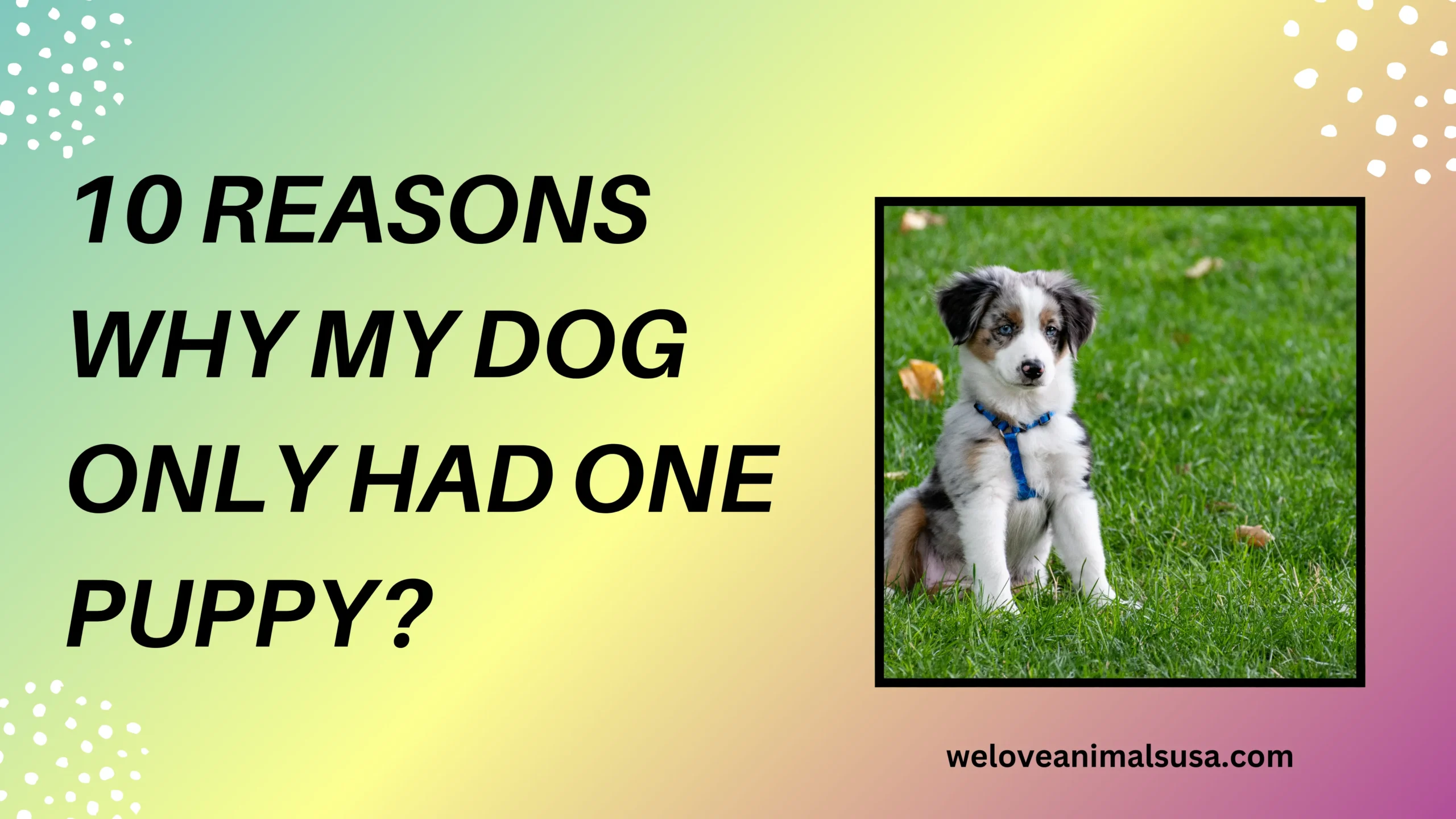 10 Reasons Why My Dog Only Had One Puppy