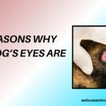 10 Reasons Why My Dog’s Eyes Are Red!