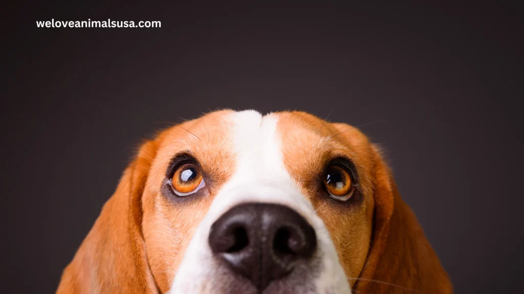 10 Reasons Why My Dog’s Eyes Are Red! (Answered) 3 10 Reasons Why My Dog’s Eyes Are Red!