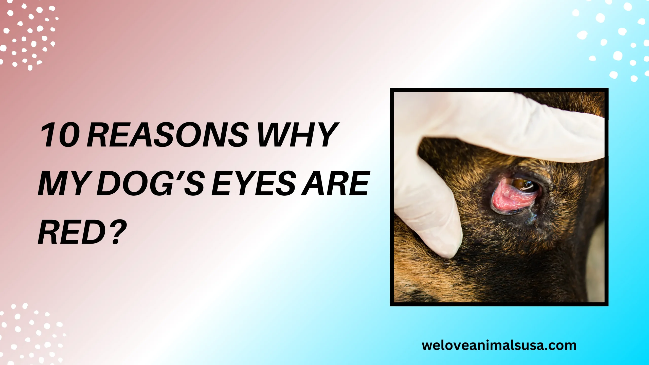 10 Reasons Why My Dog’s Eyes Are Red!