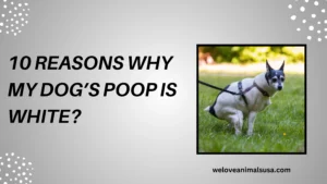 10 Reasons Why My Dog’s Poop Is White
