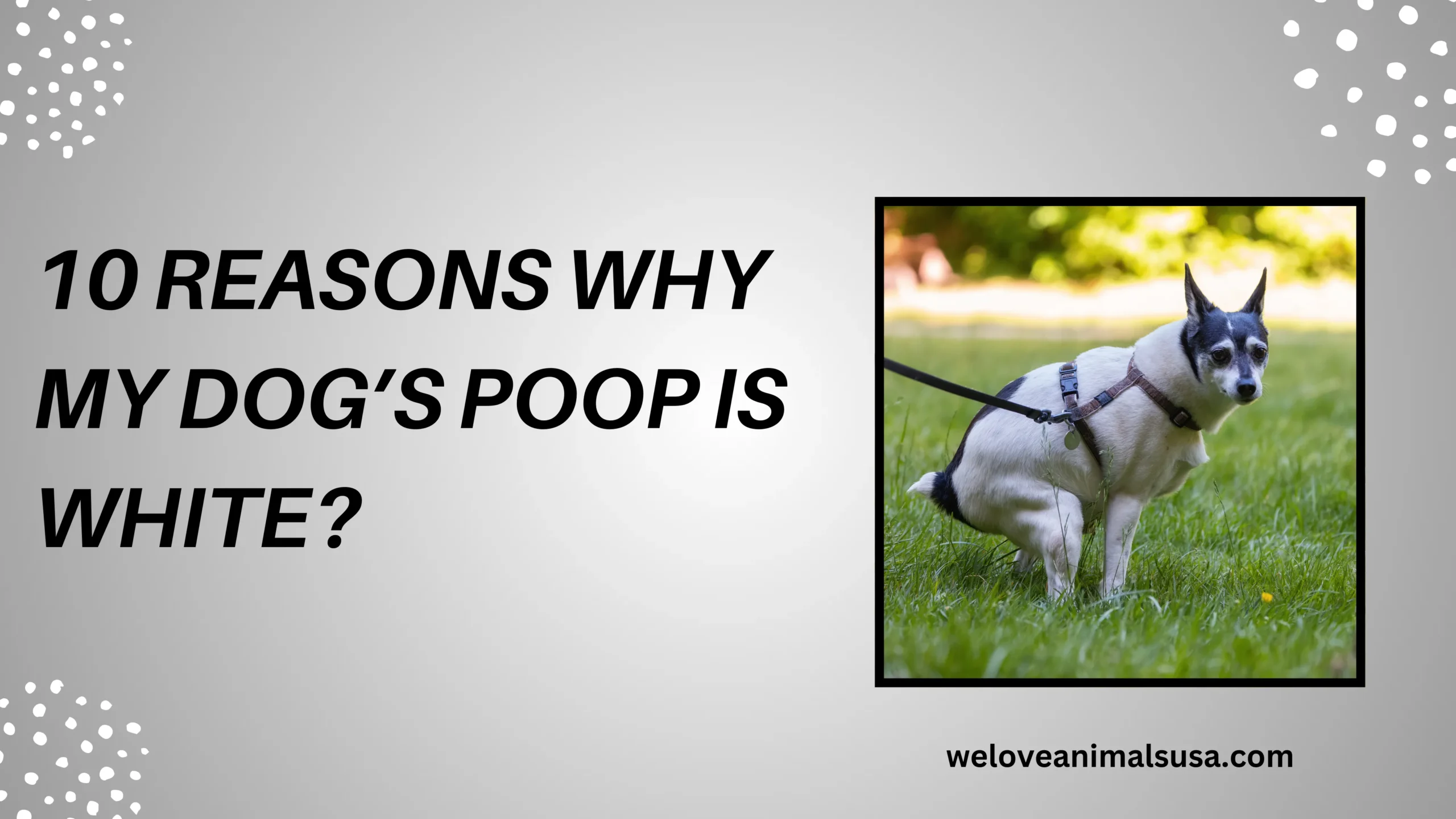 10 Reasons Why My Dog’s Poop Is White