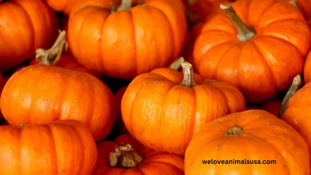 10 Reasons Why Should I Give My Dog Pumpkin