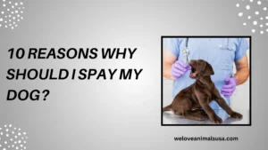 10 Reasons Why Should I Spay My Dog
