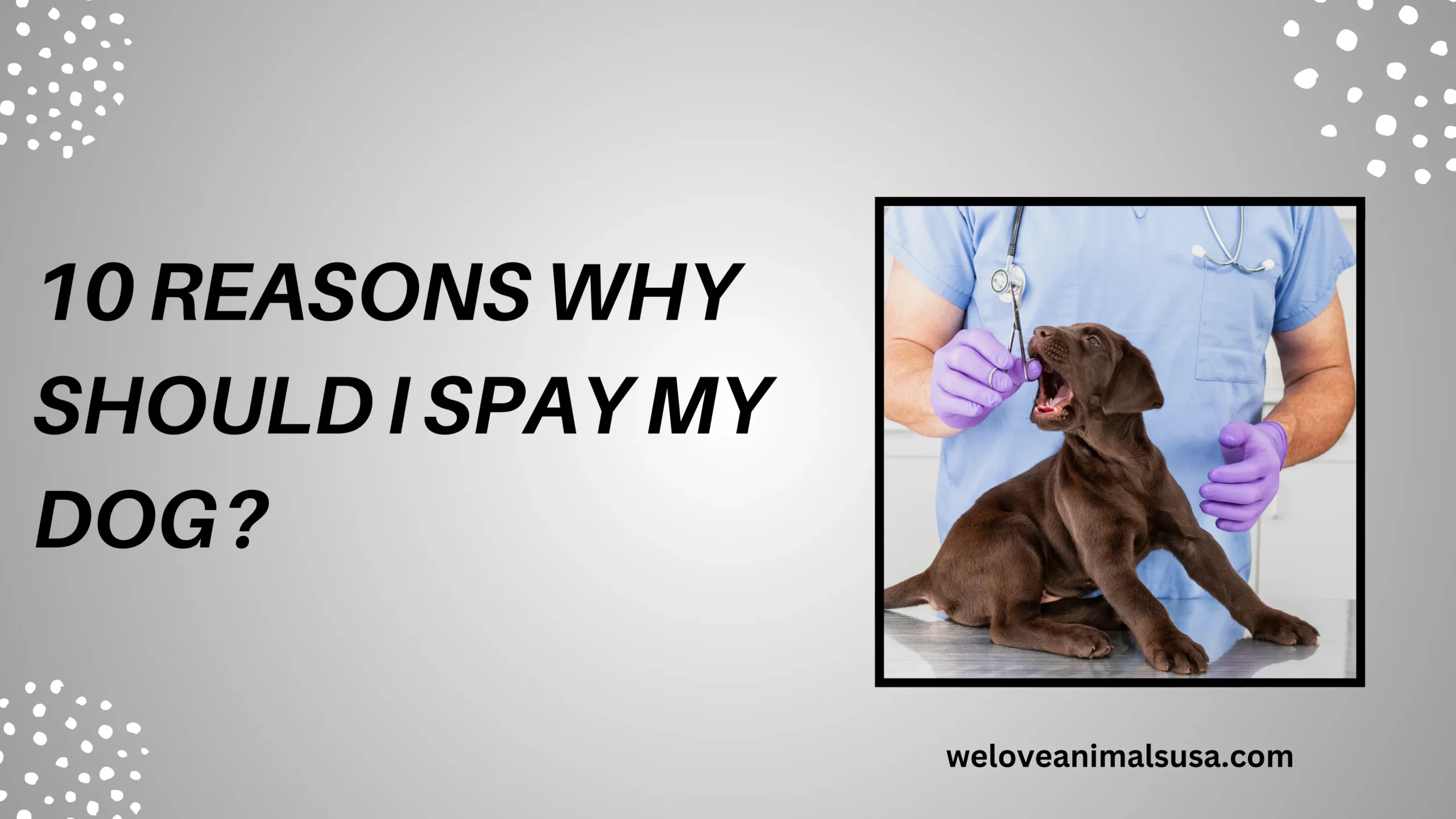 10 Reasons Why Should I Spay My Dog
