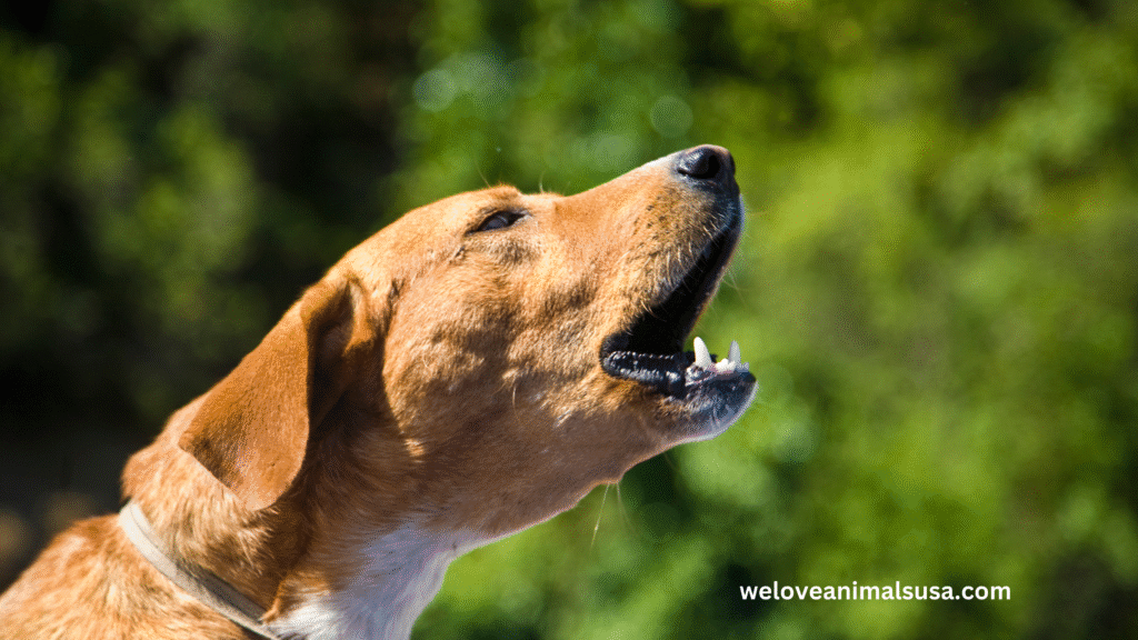 10 Reasons Why Was My Dog Barking At Nothing