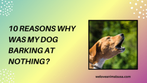 10 Reasons Why Was My Dog Barking At Nothing