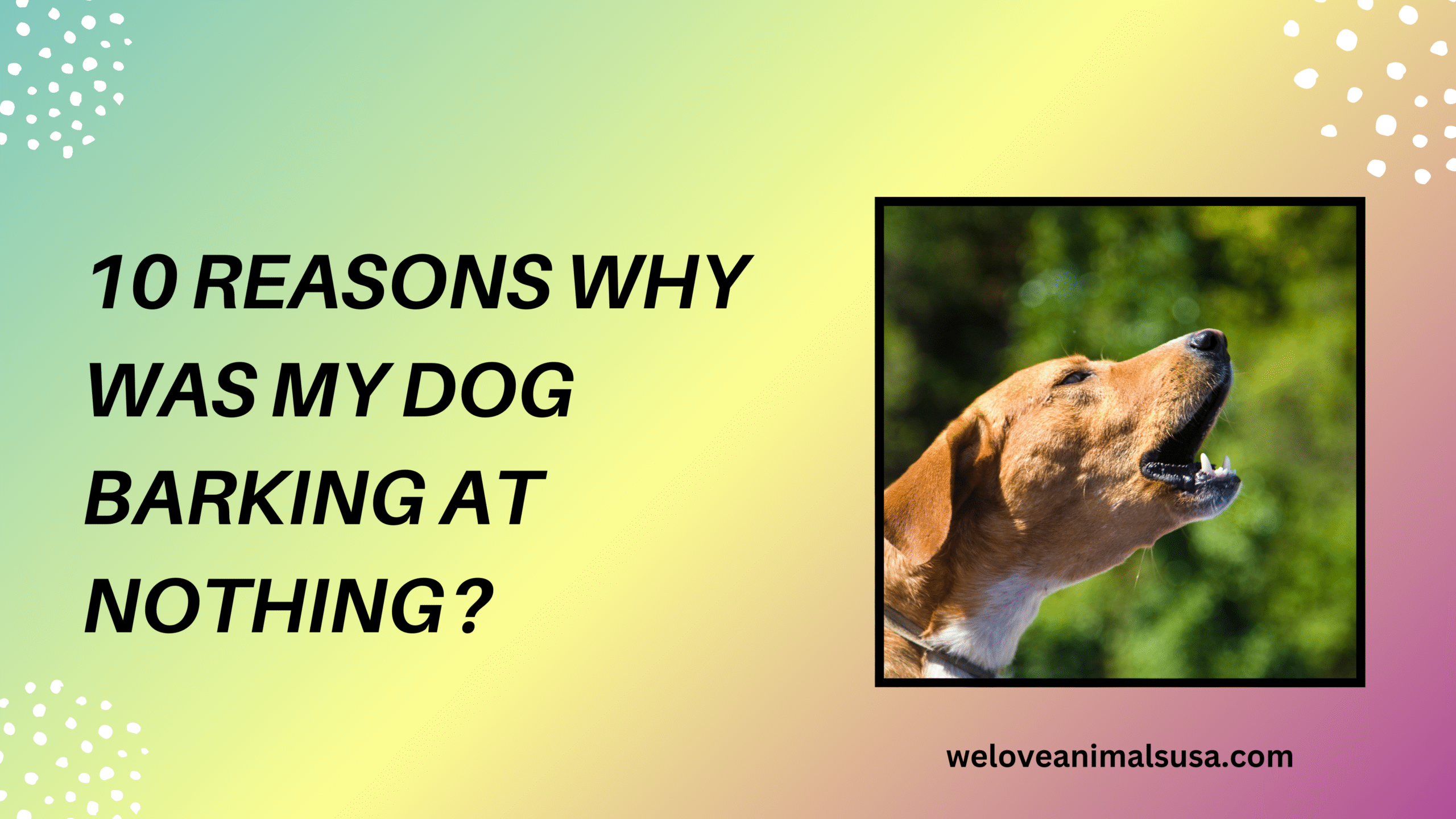 10 Reasons Why Was My Dog Barking At Nothing