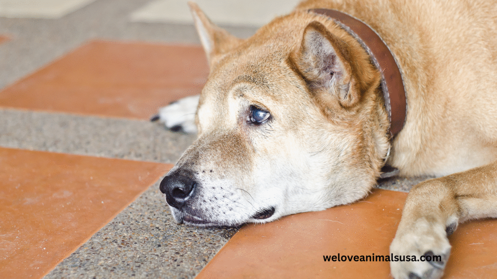 10 Reasons Why Was My Dog Crying