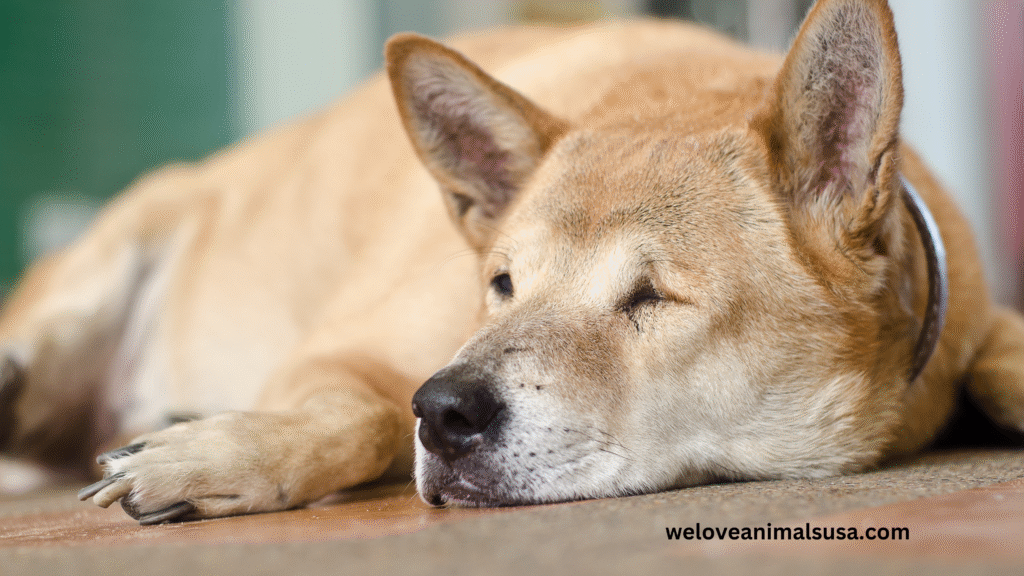 10 Reasons Why Was My Dog Crying