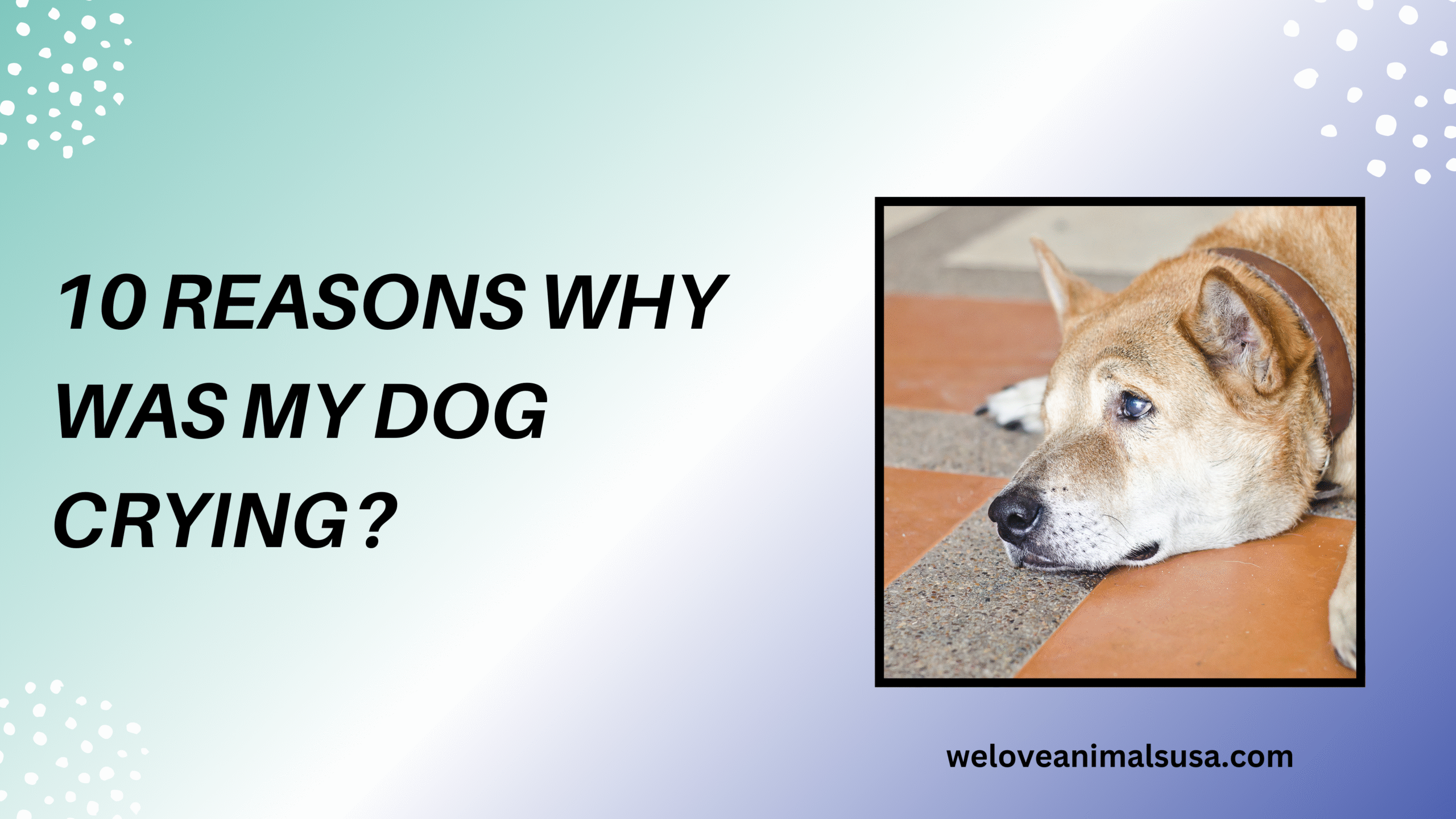 10 Reasons Why Was My Dog Crying