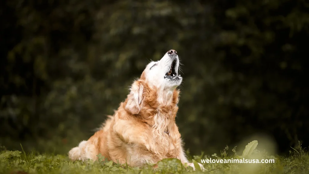 10 Reasons Why Was My Dog Howling
