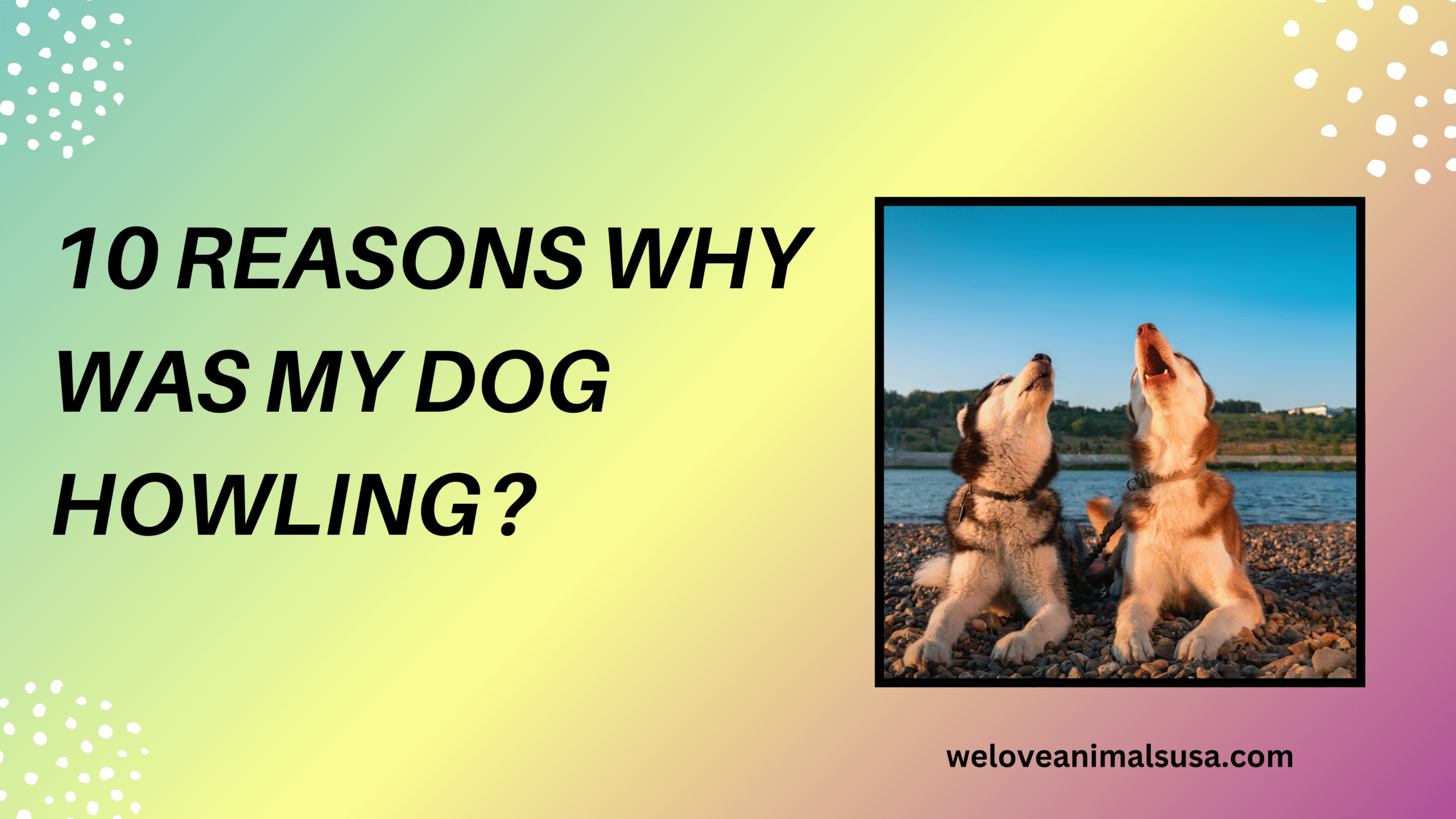 10 Reasons Why Was My Dog Howling
