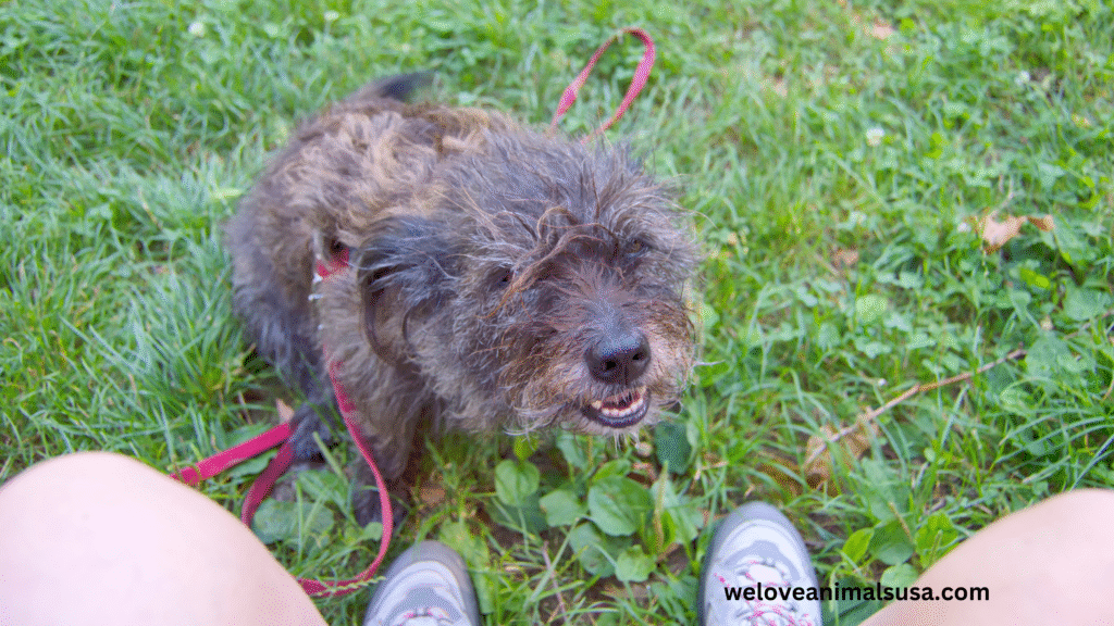 10 Reasons Why Was My Dog Wheezing