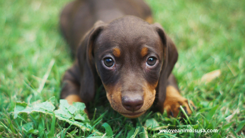 10 Reasons Why Was My Dog Wheezing