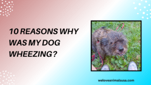 10 Reasons Why Was My Dog Wheezing