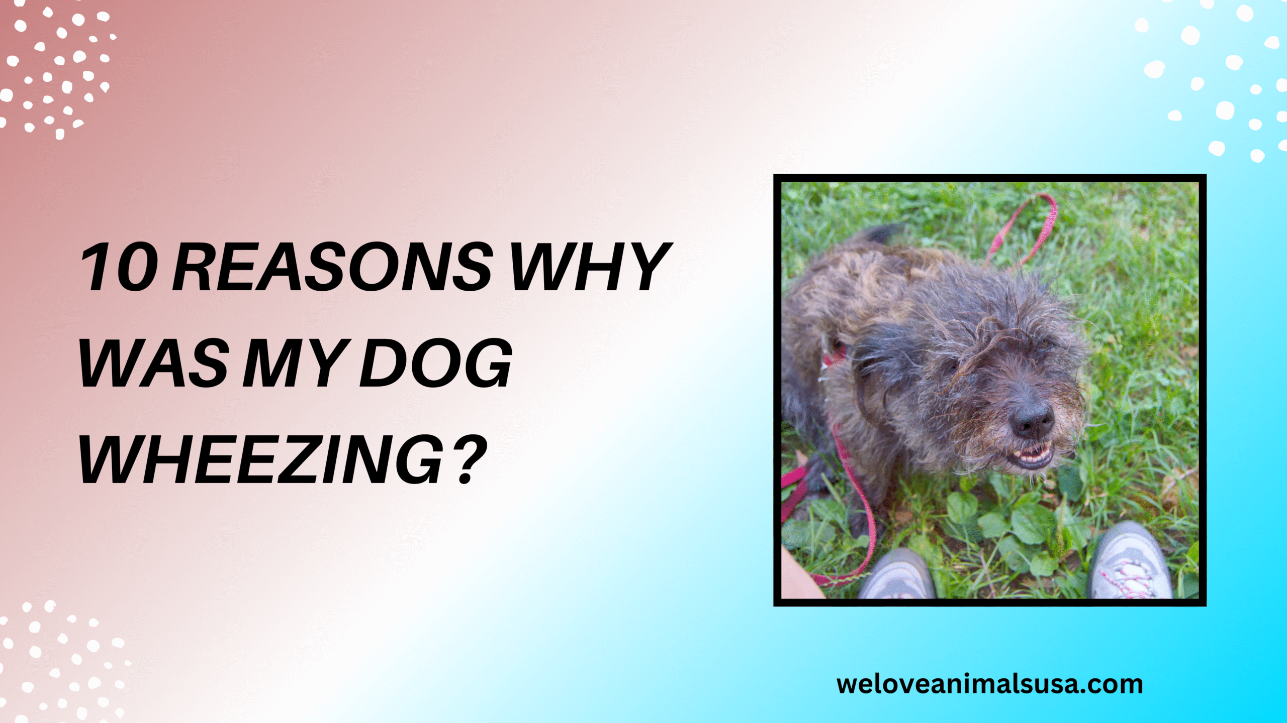 10 Reasons Why Was My Dog Wheezing