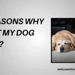 10 Reasons Why Won'T My Dog Sleep
