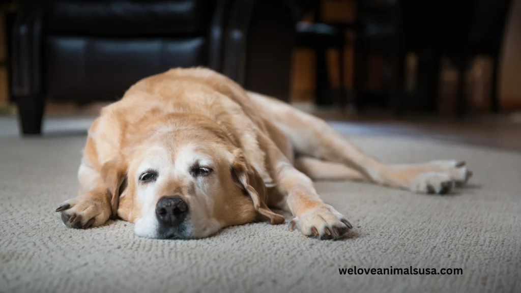 10 Reasons Why Won'T My Dog Sleep