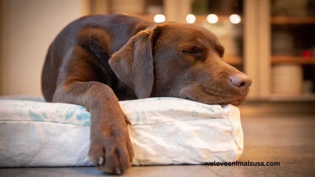 10 Reasons Why Won'T My Dog Sleep